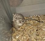 2 vrouwelijke gerbil pups, Dieren en Toebehoren, Mei, Vrouwelijk, Overige typen