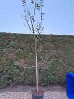 Appelboom Elstar, Ophalen, Volle zon, Overige soorten