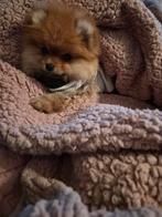 Pomeriaan reuke, Dieren en Toebehoren, CDV (hondenziekte), België, Particulier, 15 weken tot 1 jaar