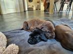 Duitse staande korthaar pups met gratis opvoedingsadvies ☆, Dieren en Toebehoren, Honden | Setters en Staande honden, Duitse Staande hond