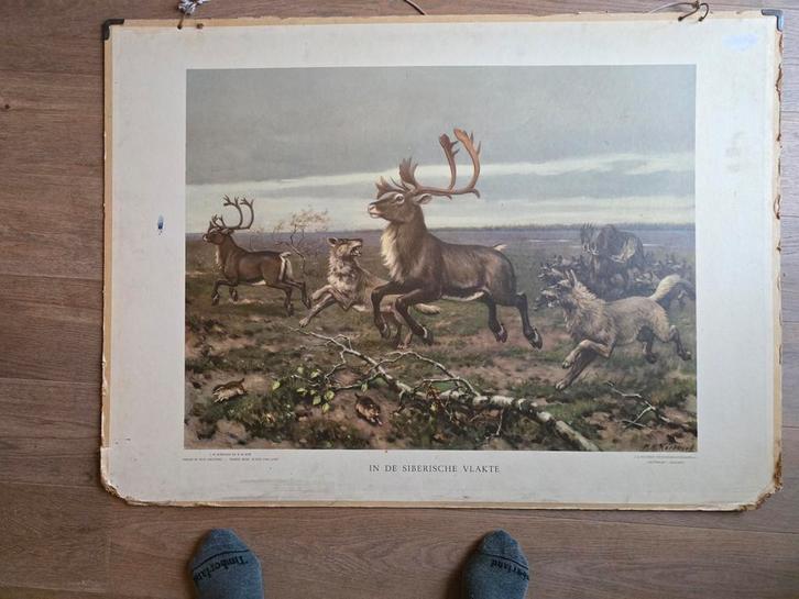 Twee oude schoolplaten, Antiek en Kunst, Antiek | Schoolplaten, Natuur en Biologie, Ophalen of Verzenden