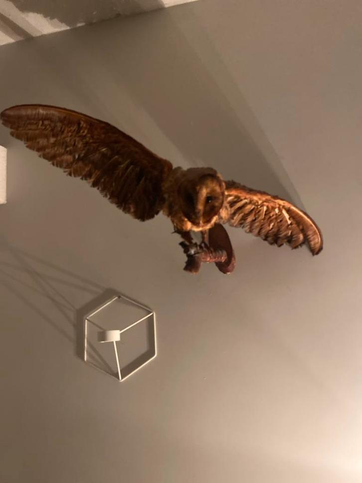 Opgezette bos uil, Verzamelen, Dierenverzamelingen, Ophalen of Verzenden