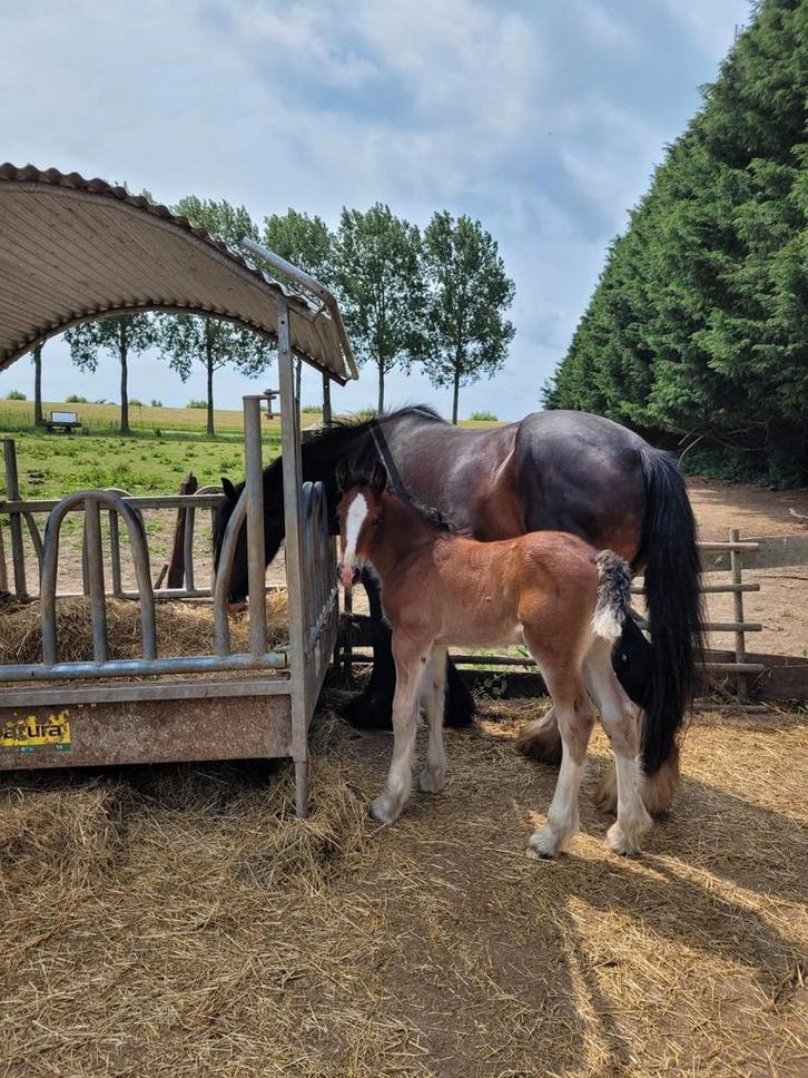Super knap en lief shire merrie veulen, vol papier, Dieren en Toebehoren, Paarden, Merrie, Niet van toepassing, Minder dan 160 cm