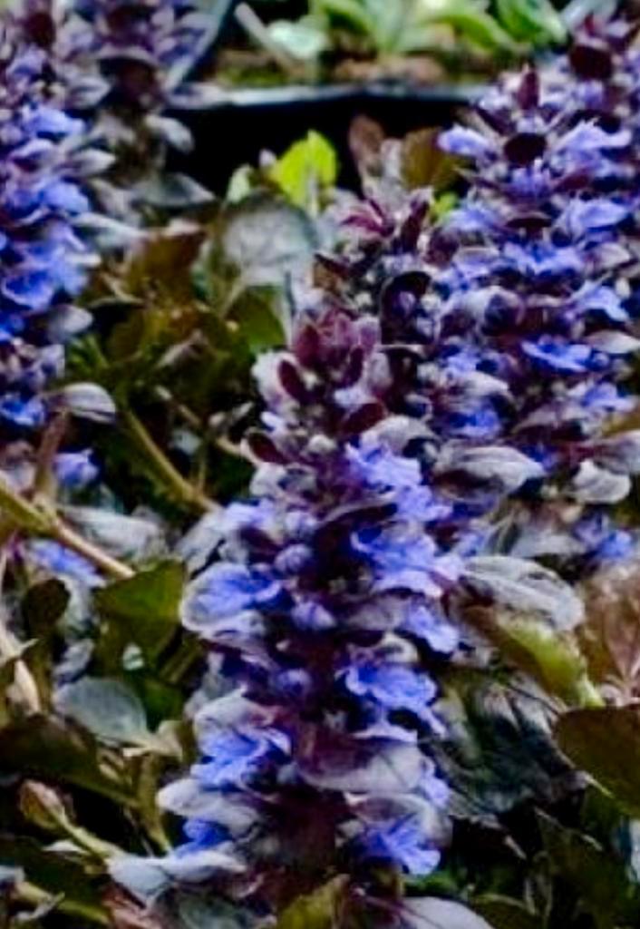 Tk bodembedekkers, zenegroen 32 x biologisch opgekweekt., Tuin en Terras, Planten | Tuinplanten, Vaste plant, Bodembedekkers, Volle zon