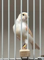 Mooie jonge kanarie pop 2025, Dieren en Toebehoren, Vogels | Kanaries, Vrouwelijk, Kleurkanarie