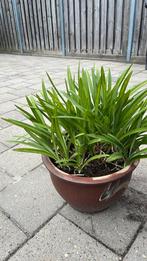 Agapanthus in stenen pot, Ophalen, Overige soorten, Volle zon