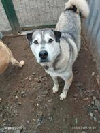 Lief Husky, shar pei reuen adoptie herplaatser, Particulier, Rabiës (hondsdolheid), 1 tot 2 jaar, Buitenland
