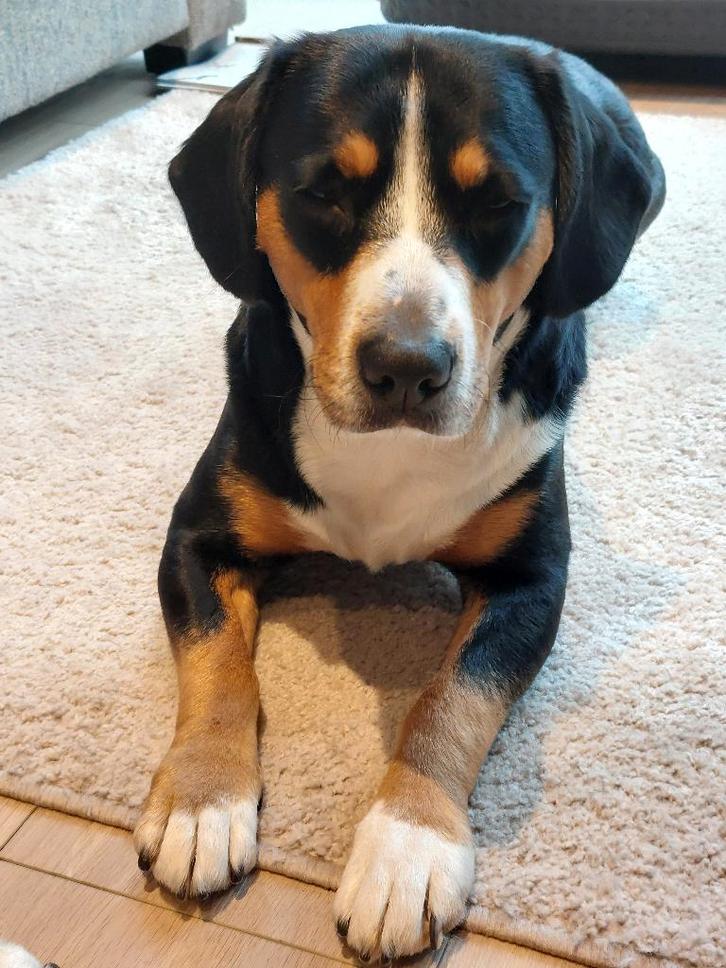 ■ Gratis Inschr. PUPS Entlebucher Sennenhond  (Entle Bucher), Dieren en Toebehoren, Honden | Setters en Staande honden, Meerdere dieren