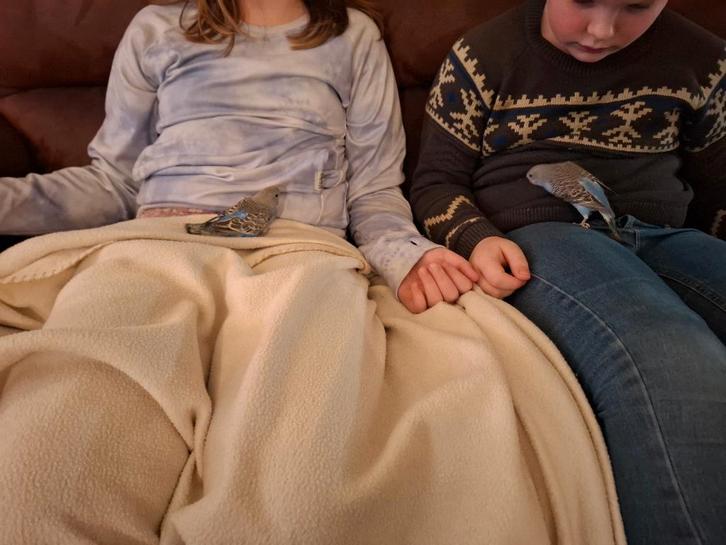 2 Tamme grasparkieten, Dieren en Toebehoren, Vogels | Parkieten en Papegaaien, Parkiet, Geslacht onbekend, Tam