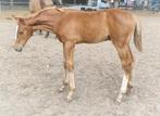 Zeer kwaliteitsvol veulen Ecclestone Z x Nabab de Reve, Hengst, 0 tot 2 jaar