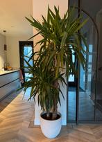 Grote Palmlelie (Yucca) 2-stam, 2 meter hoog, Huis en Inrichting, Kamerplanten, Ophalen, 200 cm of meer, Halfschaduw, In pot