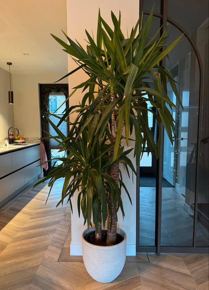 Grote Palmlelie (Yucca) 2-stam, 2 meter hoog, Huis en Inrichting, Kamerplanten, Yucca, 200 cm of meer, Groene kamerplant, Halfschaduw