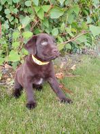 Prachtig mooie labrador/ appenzeller pups, Dieren en Toebehoren, 8 tot 15 weken, Meerdere, Meerdere dieren, Middel