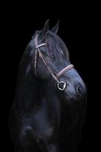 6 jarige onwijs leuke en mooie zwarte D pony!, Dieren en Toebehoren, 3 tot 6 jaar, L, Recreatiepony, D pony (1.37m tot 1.48m)