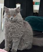 Britse Langhaar kitten –blauw/grijs – €750 (onderhandelbaar), Dieren en Toebehoren, Katten en Kittens | Raskatten | Langhaar, Poes