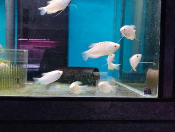 Gurami opal  beschikbaar voor biedingen