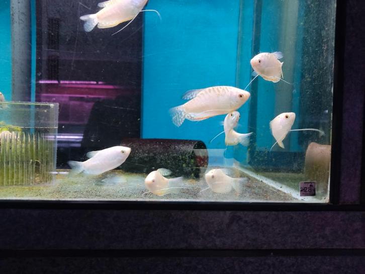 Gurami opal, Dieren en Toebehoren, Vissen | Aquariumvissen, Zoetwatervis, Vis