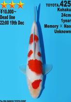 Dainichi HQ koi karper | Koikarpers  | Tosai vissen, Dieren en Toebehoren, Vissen | Vijvervissen, Karper of Koi