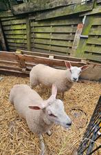 Lammeren (leb) 2.5 maand oud (Ooi en Ram), Dieren en Toebehoren, Schapen, Geiten en Varkens, Meerdere dieren, Schaap, 0 tot 2 jaar