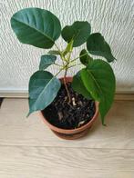 Excotische plant, Huis en Inrichting, Kamerplanten, Ophalen