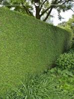 Mooie Thuja Brabant haag - westerse levensboom, Tuin en Terras, Planten | Struiken en Hagen, Ophalen of Verzenden, Conifeer, 100 tot 250 cm