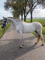 Prachtige, mega lieve, EYECATHER C pony!!, Dieren en Toebehoren, Ruin, Dressuurpony, C pony (1.27m tot 1.37m), 11 jaar of ouder