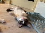 Maine coon katertje, Kater, Gechipt, 0 tot 2 jaar