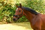 kaptoom longeerhalster, Dieren en Toebehoren, *, -, Verzenden, *