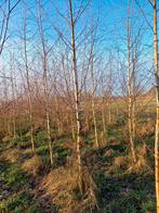 Verschillende bomen te koop: Walnoot, kastanje, Berk, krent, Tuin en Terras, Planten | Bomen, Ophalen, Volle zon, Overige soorten