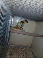 Koppel zwartkop caiques, Meerdere dieren, Papegaai