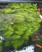 ❗HELDERE VIJVER VISVIJVER HOORNBLAD ZUURSTOFPLANT WATERPLANT, Tuin en Terras, Ophalen of Verzenden, Nieuw