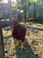 Rhode island red haantjes, Dieren en Toebehoren, Pluimvee, Mannelijk, Kip