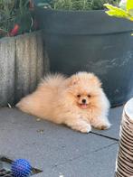 Pomeriaan puppy teefje en reutje mini bearface fci stamboom, Dieren en Toebehoren, Keeshond, 8 tot 15 weken, Meerdere, Meerdere dieren