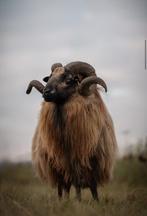 Drents heideschaap ram, Dieren en Toebehoren, Schapen, Geiten en Varkens, Mannelijk, Schaap