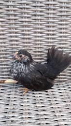 Chabo hennen., Dieren en Toebehoren, Pluimvee, Vrouwelijk, Kip
