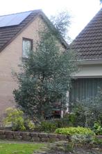 I.v.m. tuinrenovatie Eucalyptus te koop. Zelf uitgraven., Ophalen, Halfschaduw, Overige soorten, 250 tot 400 cm