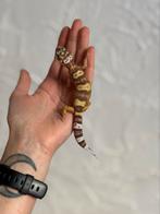 Tremper luipaardgekko vrouw, Hagedis, Tam, 0 tot 2 jaar