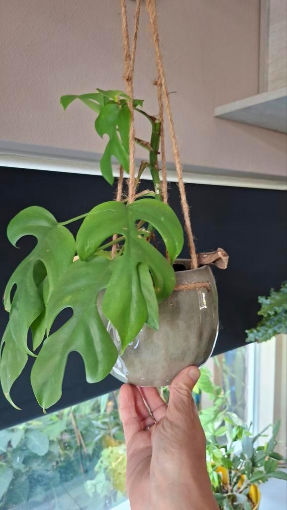 Monstera mini (Rhaphidophora Tetrasperma) Hangplant, Huis en Inrichting, Kamerplanten, Overige soorten, Minder dan 100 cm, Groene kamerplant