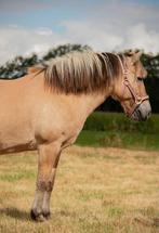 Super Brave fjord, Dieren en Toebehoren, Pony's, Merrie, D pony (1.37m tot 1.48m), Recreatiepony, 11 jaar of ouder