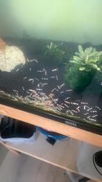 Cristal black garnalen, Dieren en Toebehoren, Vissen | Aquariumvissen, Kreeft, Krab of Garnaal