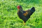 Wyandotte kriel haantje, Dieren en Toebehoren, Pluimvee, Mannelijk, Kip