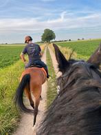 Stable hand; Stalhulp Verzorging Paarden, Dieren en Toebehoren, Ophalen of Verzenden, Zo goed als nieuw