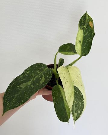 Philodendron Jose Buono beschikbaar voor biedingen