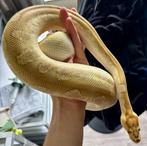 Koningspython | 0.1 Orange Dream Butter Clown, Dieren en Toebehoren, Reptielen en Amfibieën, Slang, Tam, 3 tot 6 jaar