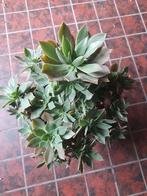Grote aeonium, Huis en Inrichting, Ophalen of Verzenden, Halfschaduw, Minder dan 100 cm