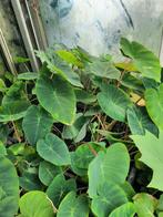 colocasia pink china, Tuin en Terras, Planten | Tuinplanten, Overige soorten, Vaste plant, Ophalen of Verzenden, Halfschaduw