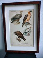 Litho Floericke Vogels Birds Roofvogel Gier 1922, Antiek en Kunst, Kunst | Litho's en Zeefdrukken, Ophalen of Verzenden