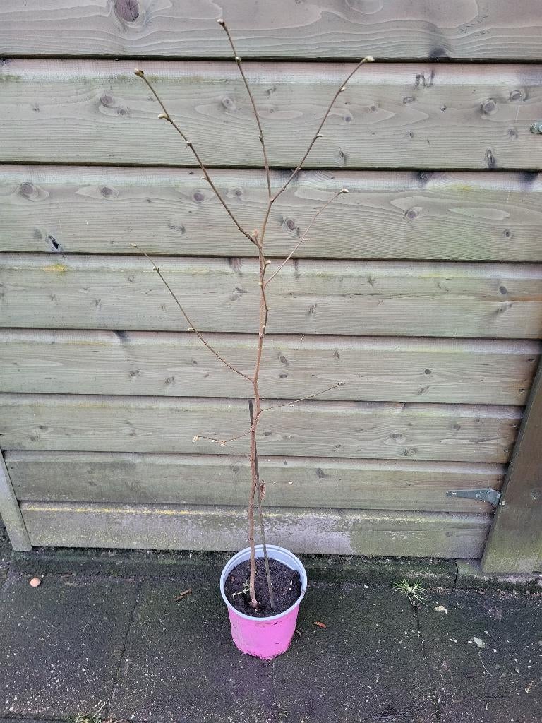 Hazelaar, Overige soorten, Lente, Minder dan 100 cm, Ophalen