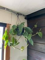 Philodendron Scandens Hangplant, Huis en Inrichting, Kamerplanten, Overige soorten, In pot, Minder dan 100 cm, Groene kamerplant