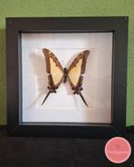 Eurytides leucaspis vlinder – vleugels met exotische flair, Ophalen of Verzenden, Zo goed als nieuw, Insect, Opgezet dier